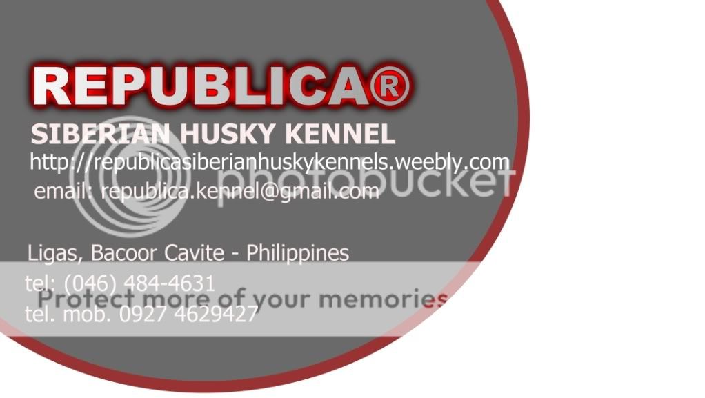 and white with lue eyes. Black And White Husky With Blue Eyes. and white with lue eyes.