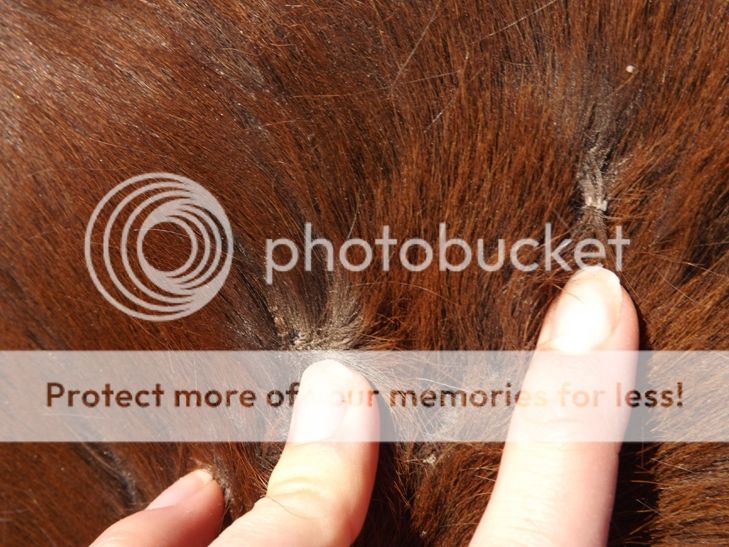 What is the best course of action for lice? The Horse Forum