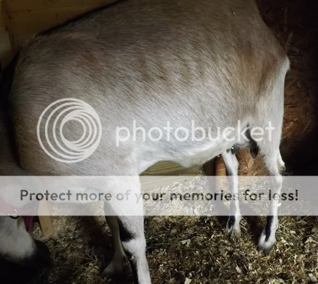 Injured goat Help The Goat Spot Forum