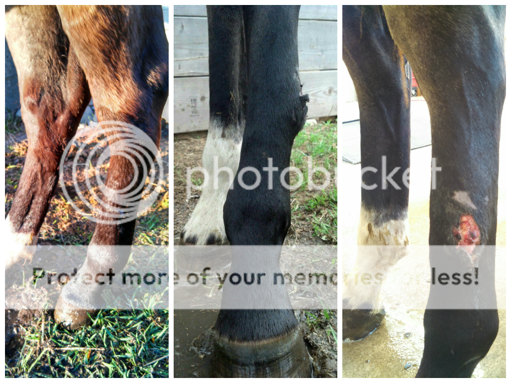 When to wrap a cut Page 2 The Horse Forum