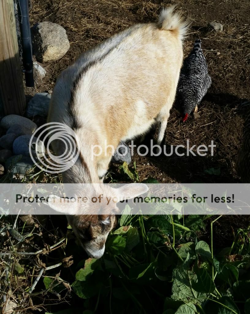 A goat & her bunny The Horse Forum