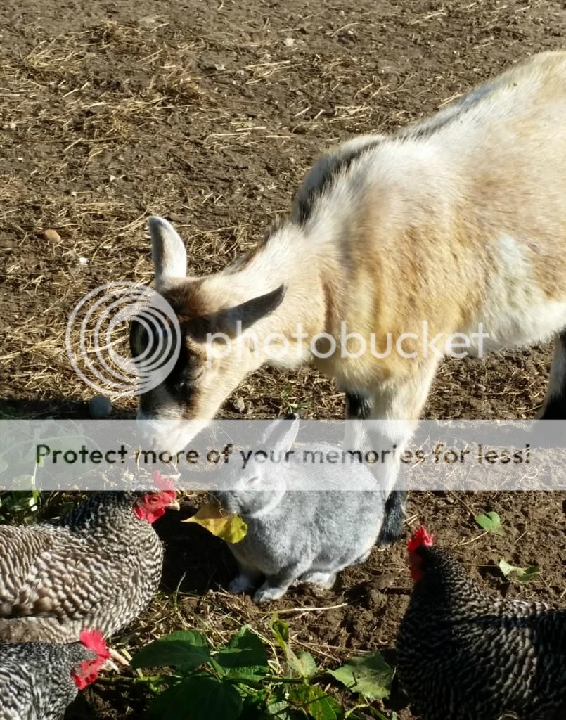 A goat & her bunny The Horse Forum