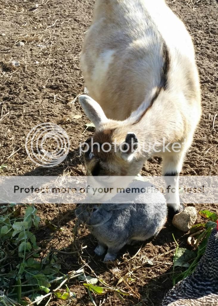 A goat & her bunny The Horse Forum