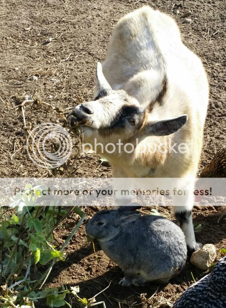 A goat & her bunny The Horse Forum