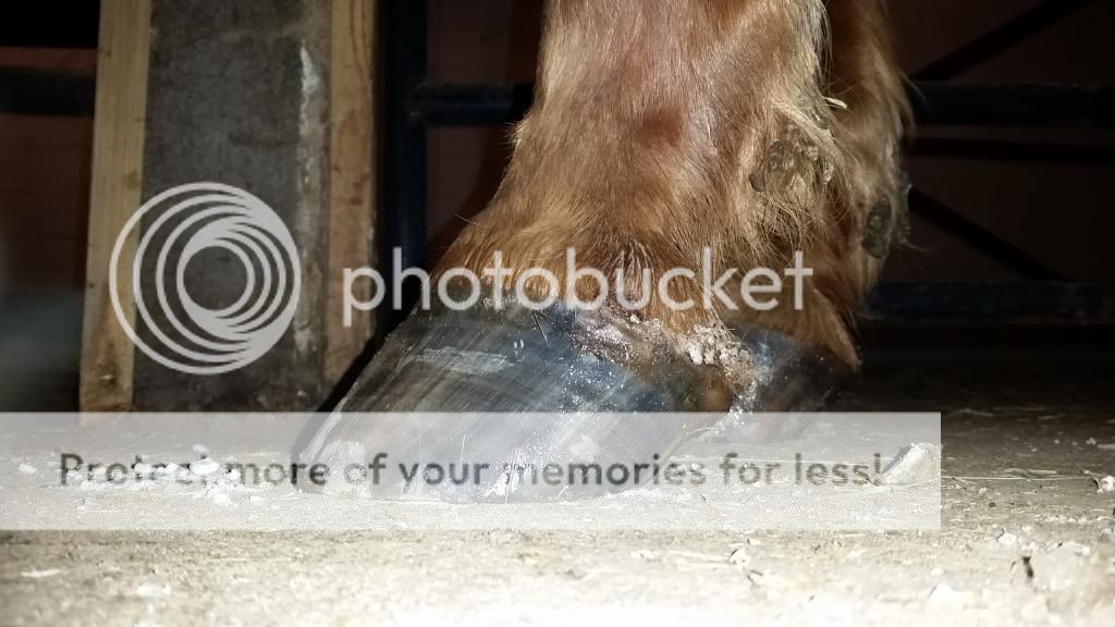 Advice on gelding with underrun heels The Horse Forum