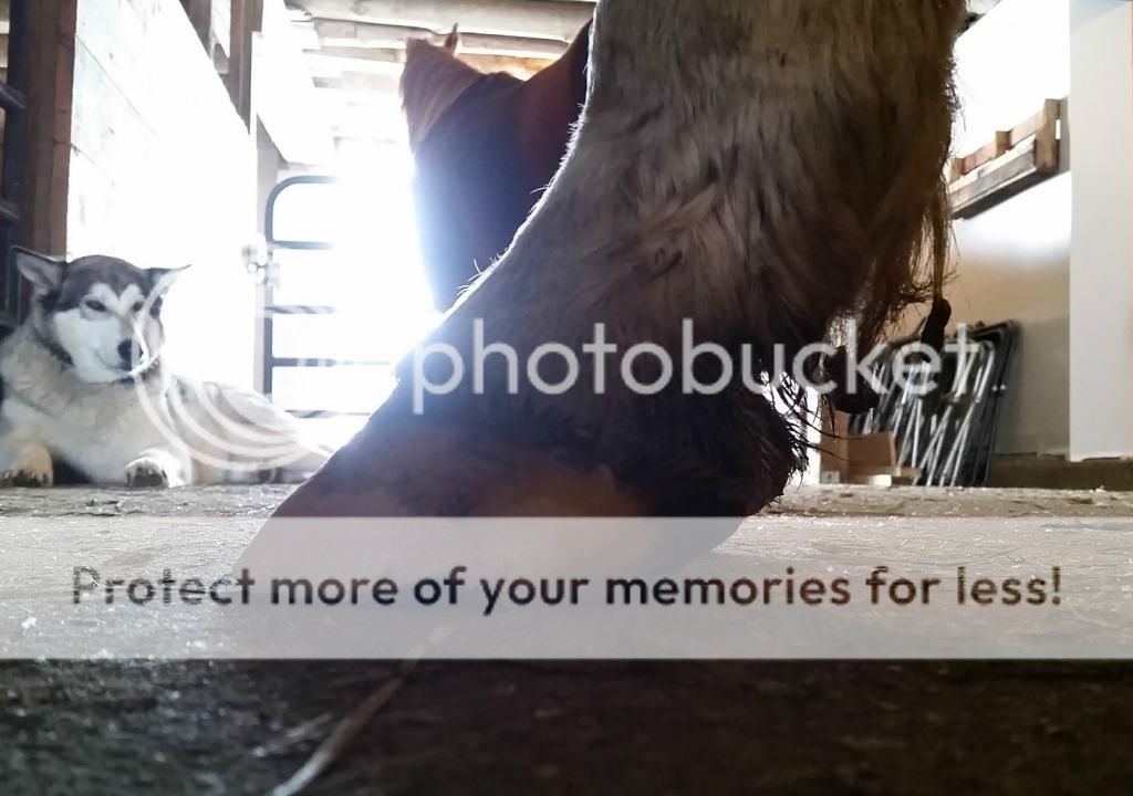 Advice on gelding with underrun heels The Horse Forum