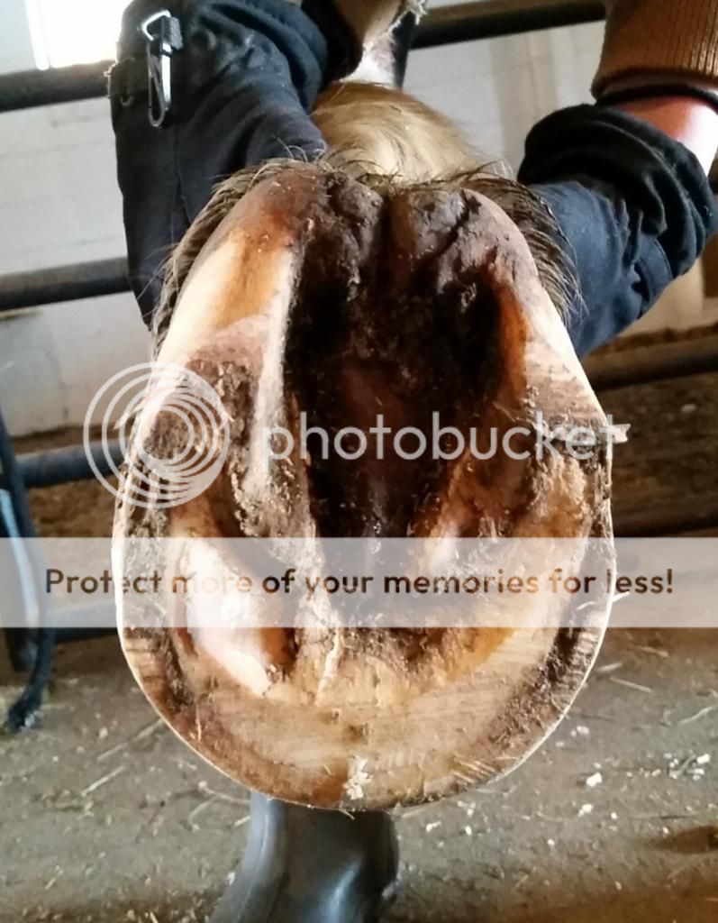 Advice on gelding with underrun heels The Horse Forum