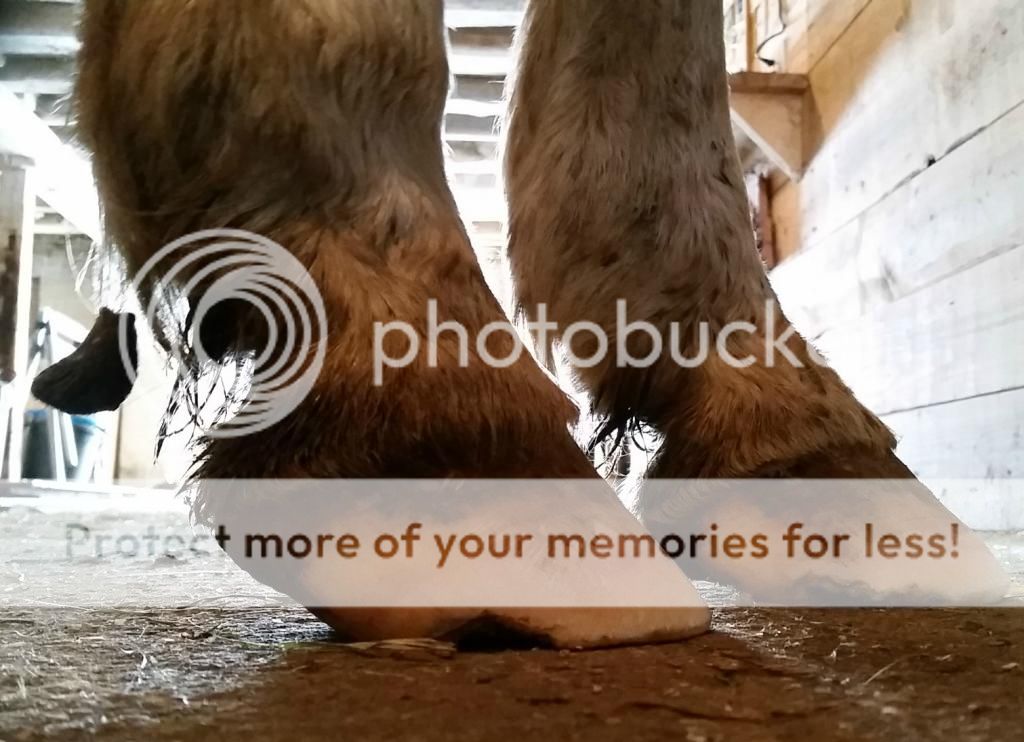 Advice on gelding with underrun heels The Horse Forum