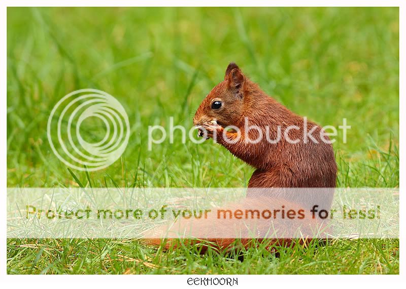 Fotografie