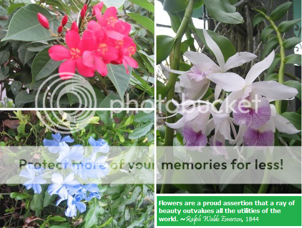 Garden,Flowers