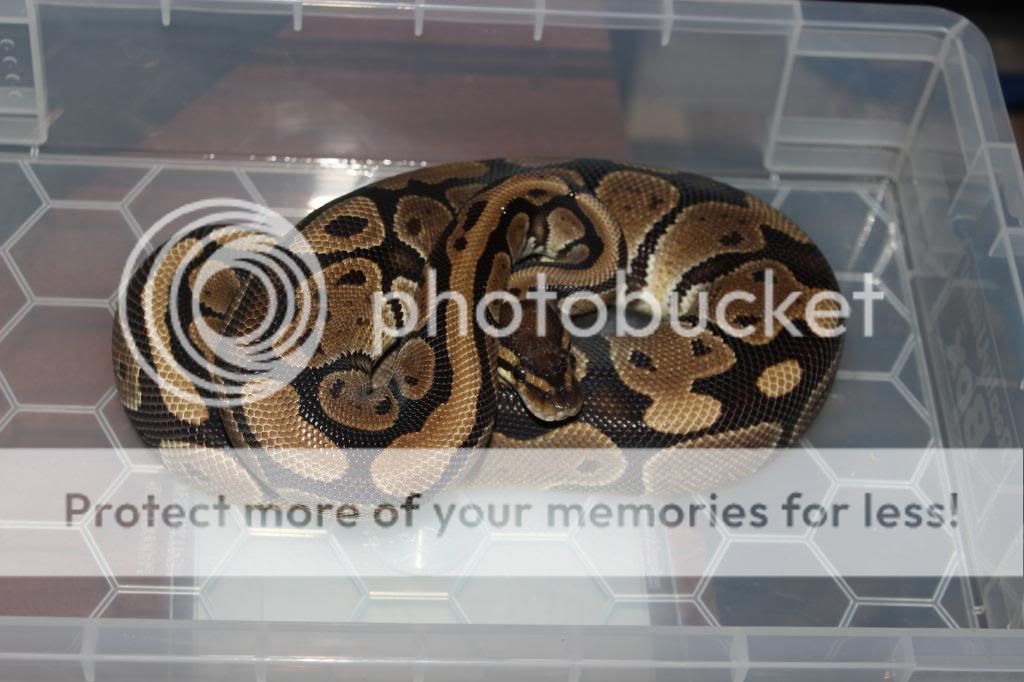 Wales Selection of wild type female royal pythons for sale Reptile