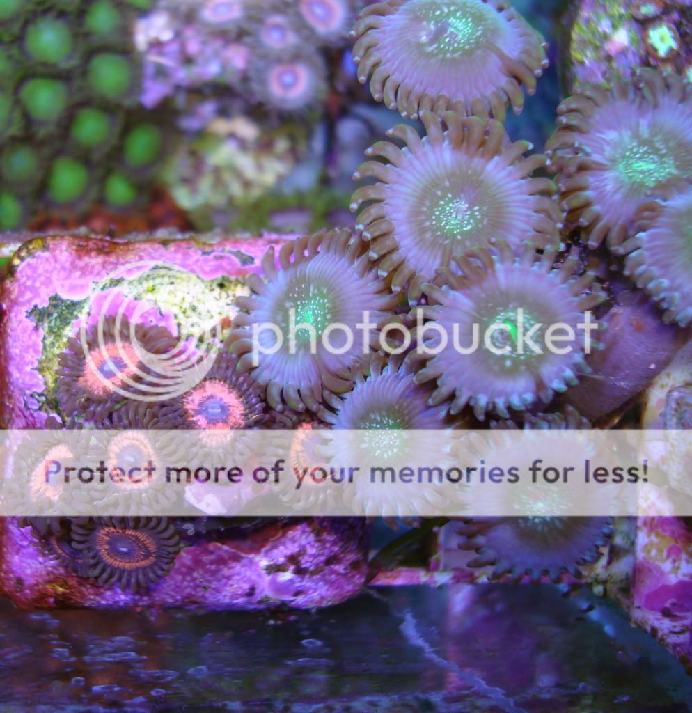 Rarest Zoanthid List Reef Central Online Community