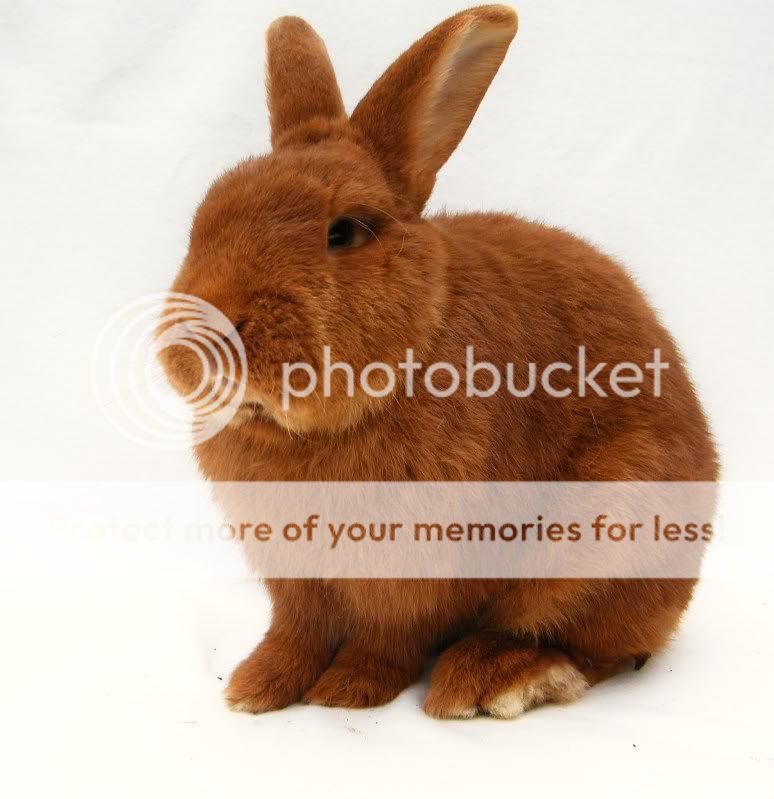 Fotografie