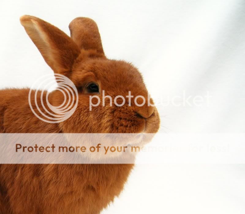 Fotografie