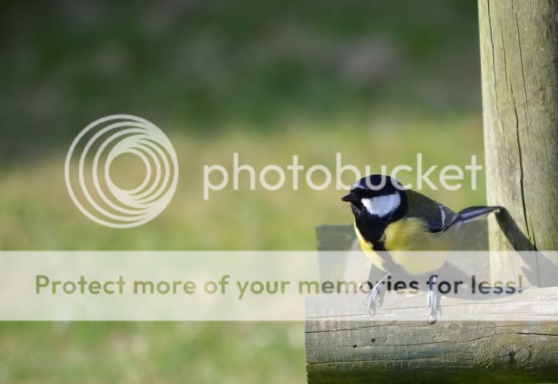 Fotografie