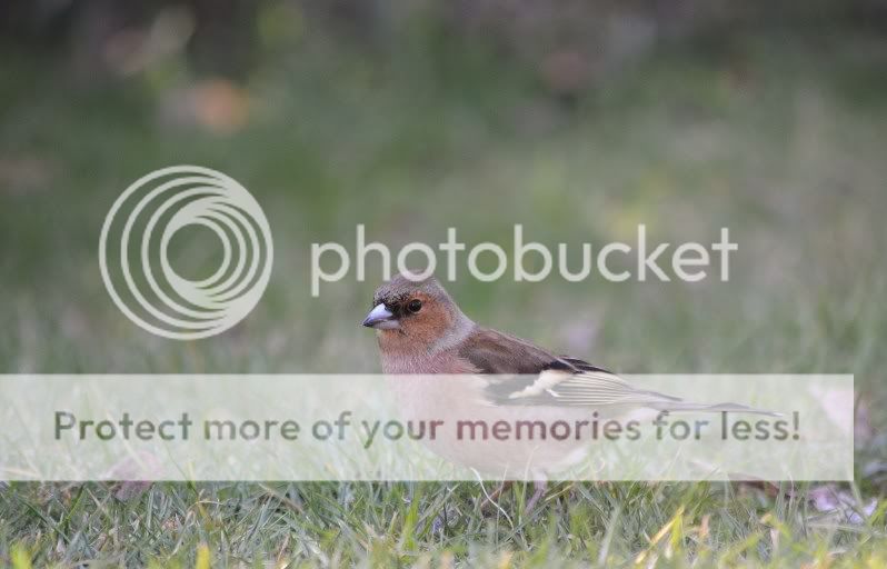 Fotografie