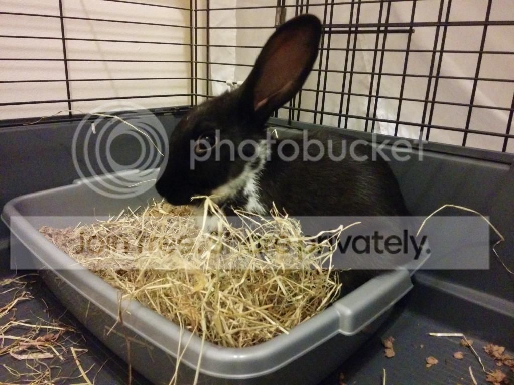  photo IMG_20140816_205724.jpg