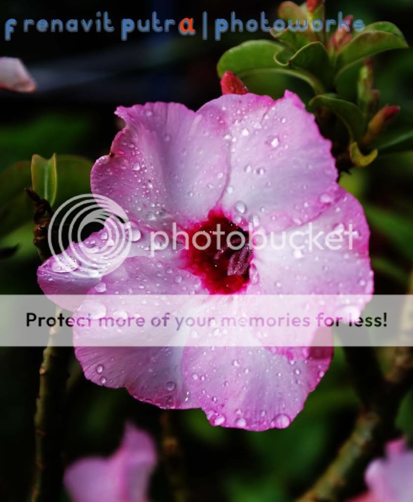 Kamboja Fresh, Frenavit Putra, Photography, Photoworks