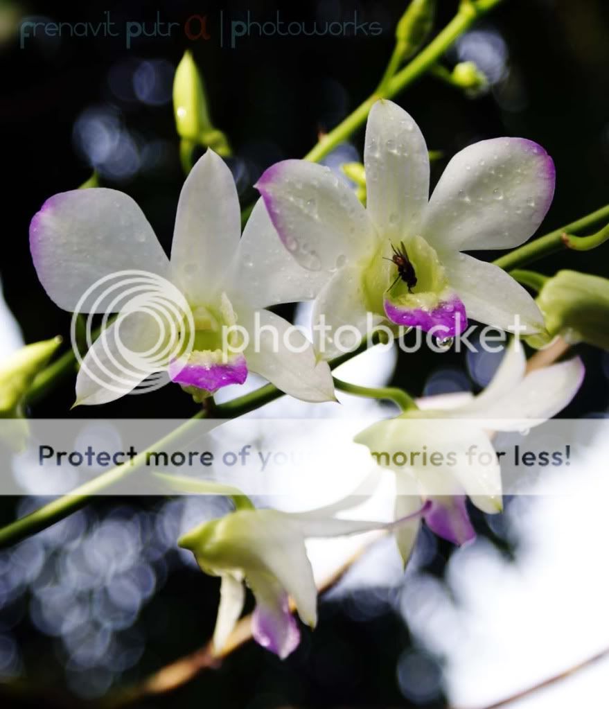 Anggrek Putih Fresh